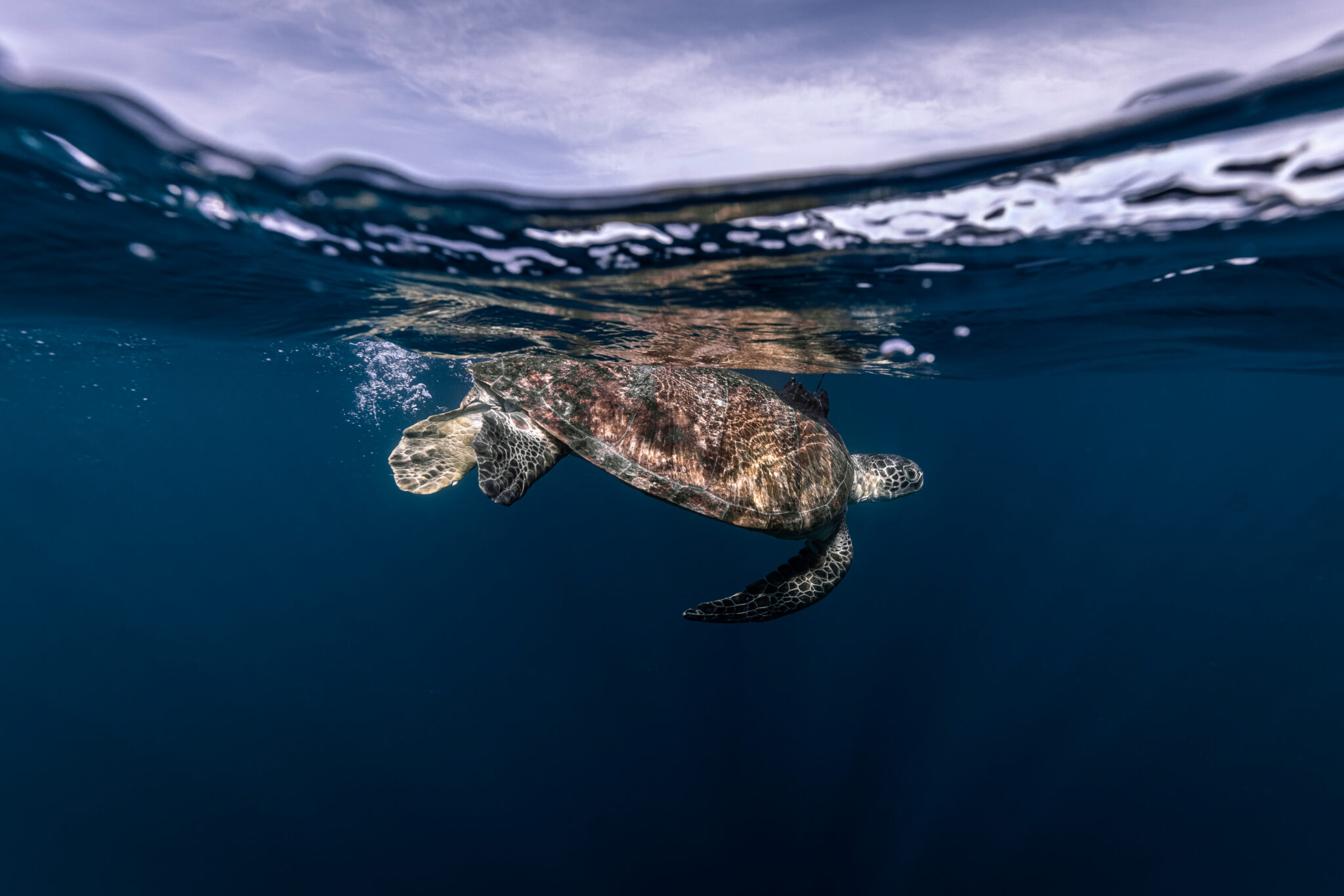 Turtle Release