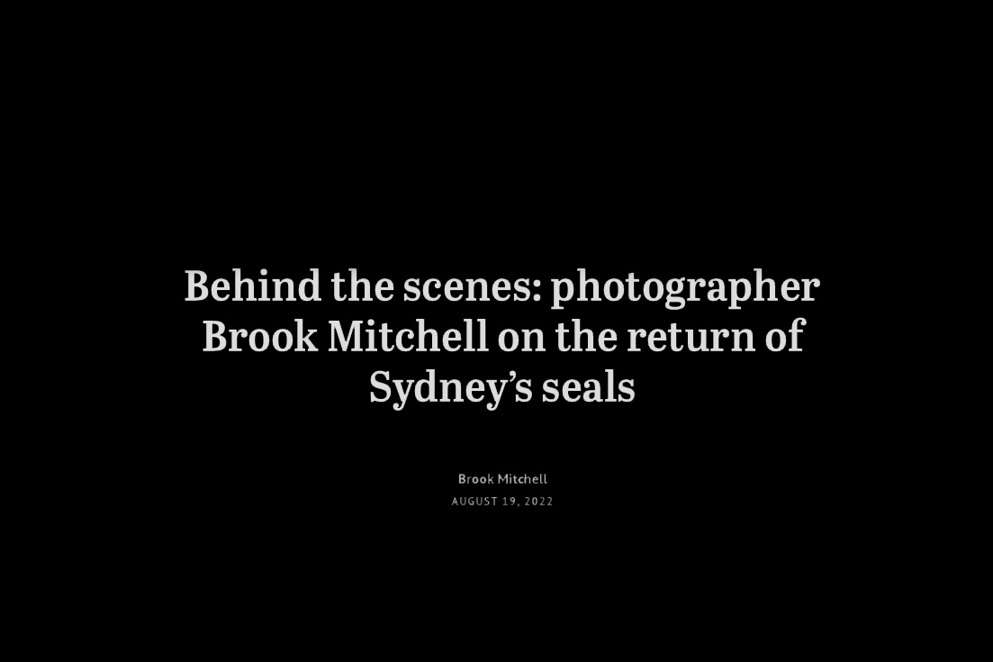 Sydney’s Seals